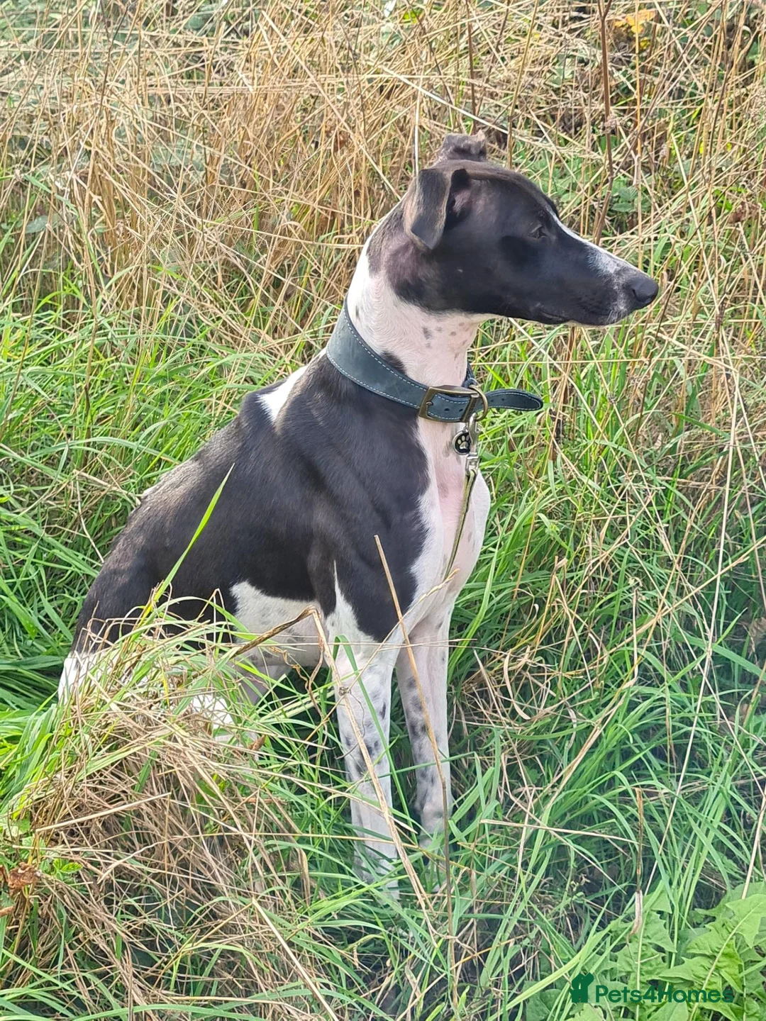 Lurcher dogs for adoption: MILO, male lurcher in rescue - Advert 1