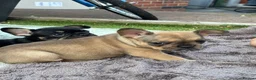 French Bulldog dogs for sale: 5 Chunky French Bulldog Puppies  - Advert 4