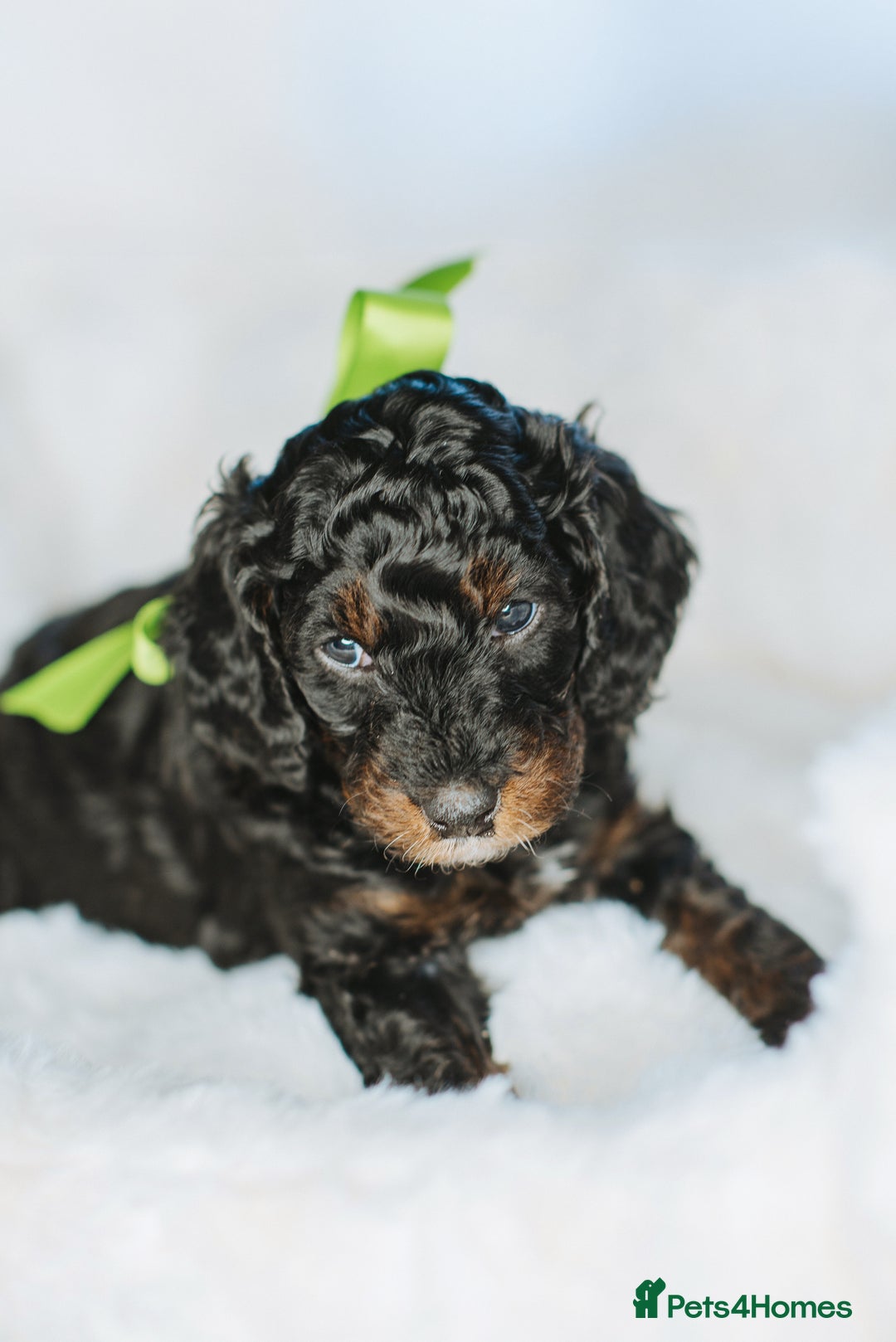 Cockapoo dogs for sale:  READY NOW!! 💙🐶💙2 boys Amazing F1b Cockapoos  - Advert 33