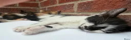 British Shorthair cats for sale: A litter of 5 kittens for 4 for sale - Advert 7