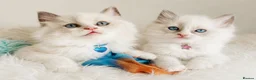 Ragdoll cats for sale: Beautiful Boy ragdoll  - Advert 12