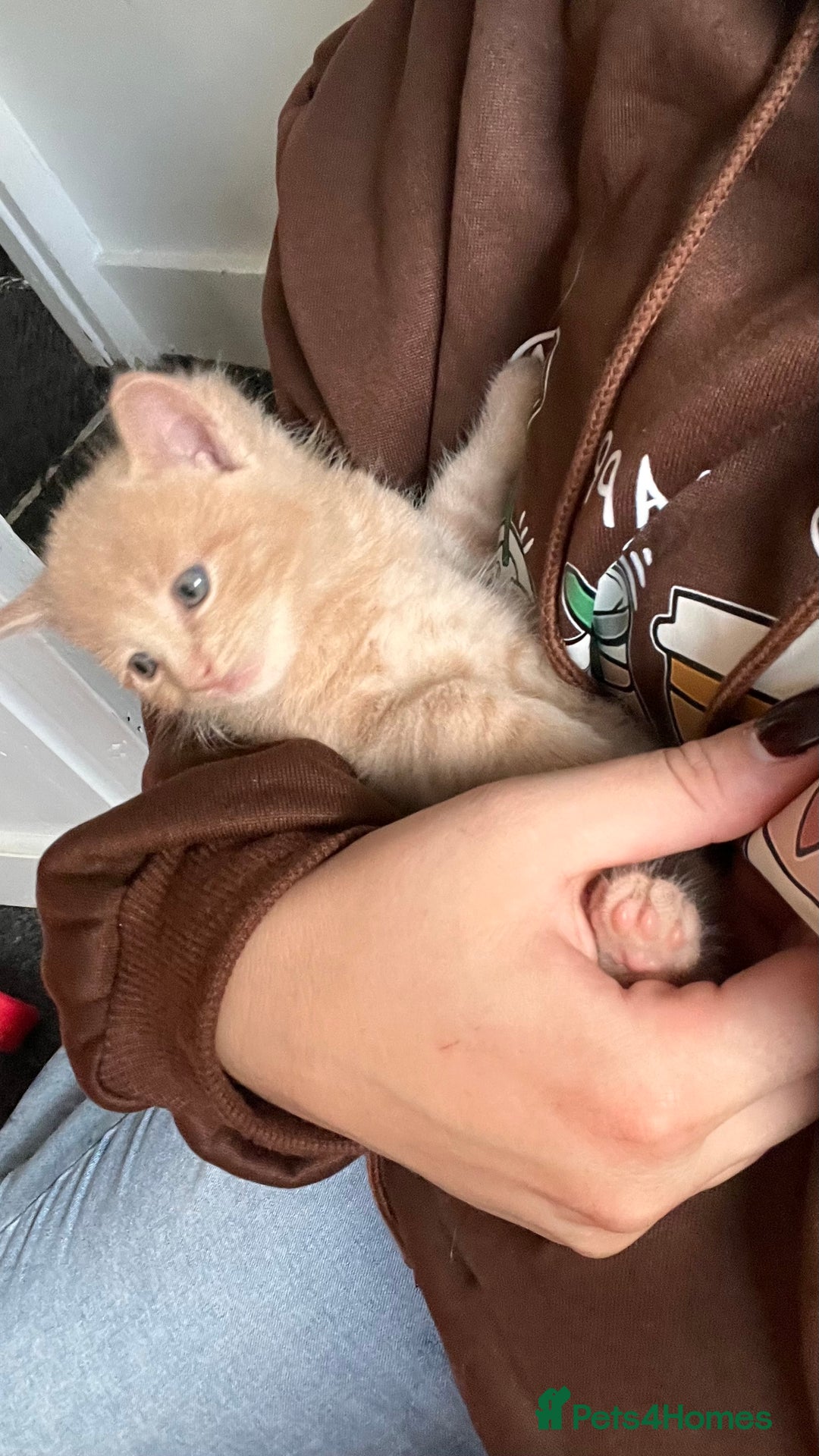 Mixed Breed cats for sale: Half mine coon half British  - Image 7