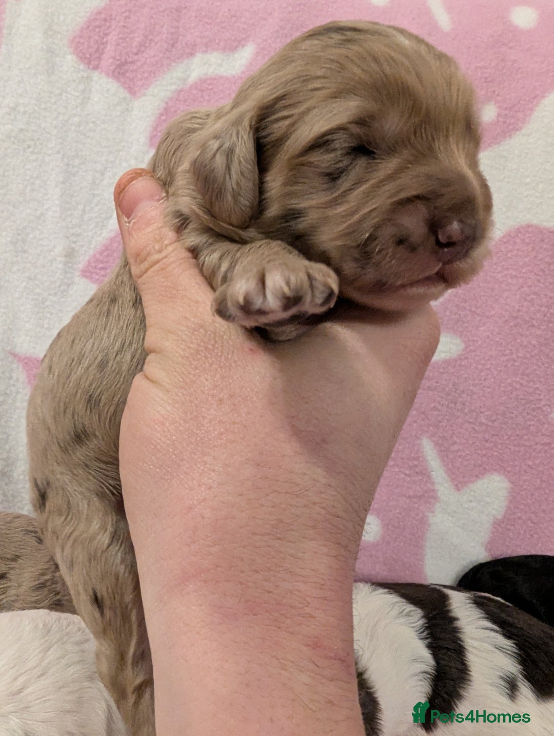 Cockapoo dogs for sale: Stunning Cockapoo Puppies Fully DNA health tested - Advert 9