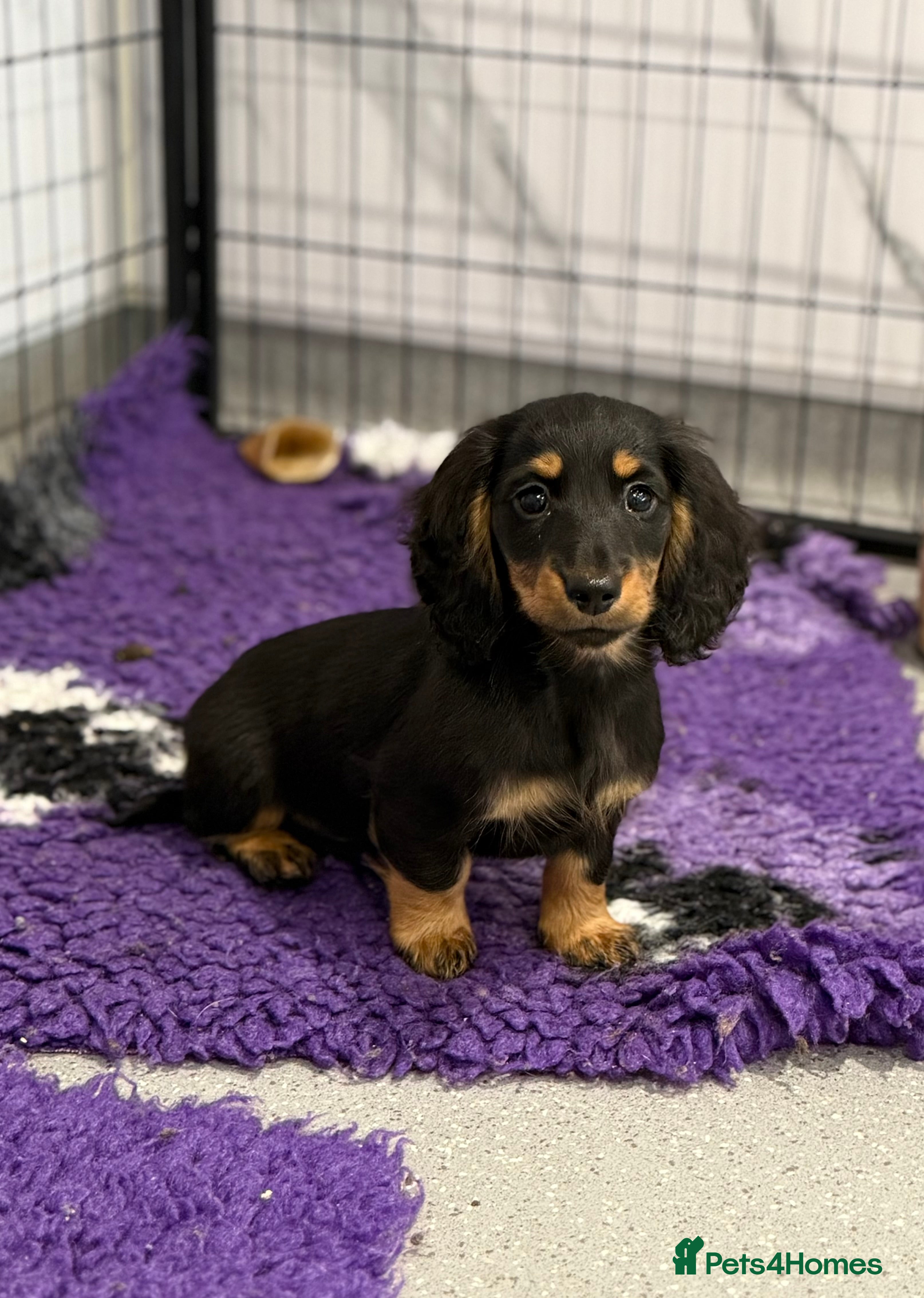 Miniature Dachshund dogs miniature longhaired dachshund's - Advert 2