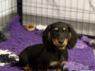 Miniature Dachshund dogs miniature longhaired dachshund's - Advert 2