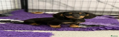 Black and Tan female
