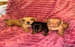 Mixed Breed dogs for sale: Chiweenies for sale - Advert 2