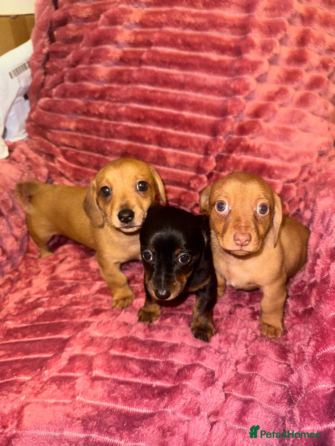 Mixed Breed dogs for sale: Chiweenies for sale - Advert 2