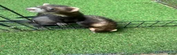 Ferret rodents for sale: Baby boy Ferrets - Advert 5