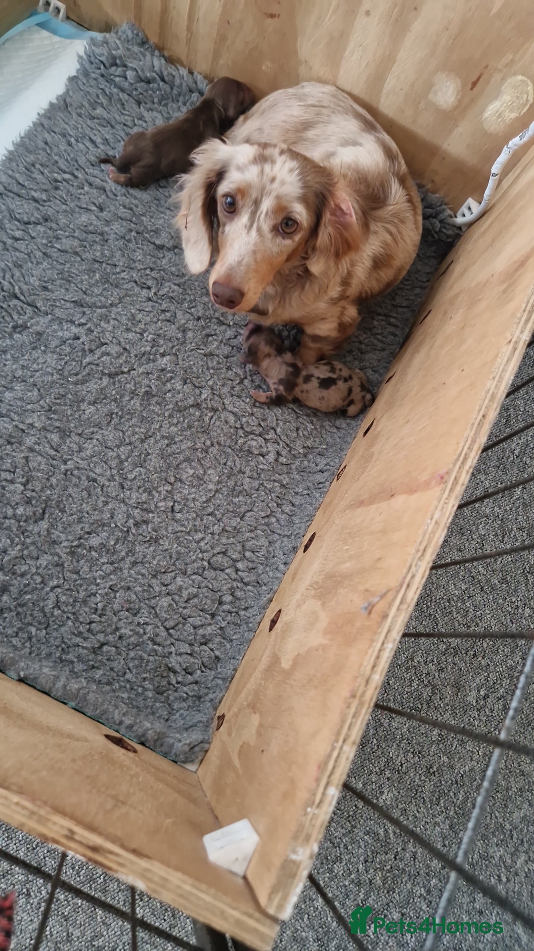 Miniature Dachshund dogs for sale: Long haired minature dachshunds pups  - Image 7