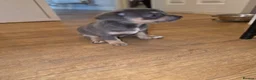 Chihuahua dogs for sale: Chihuahua Blue Tri. 1 Boy 1 Girl   - Advert 30
