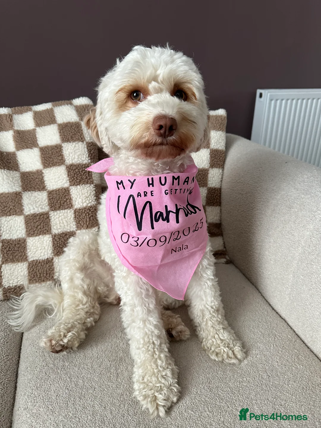 Cavapoo dogs for sale: 💥ONE BOY LEFT💥 F1B Cavapoo Puppies - Advert 3