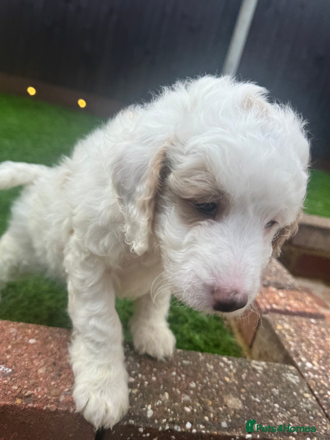 Mixed Breed dogs for sale: 👑 Superb Rare Health Tested Cockadoodledoo Pups - Image 24