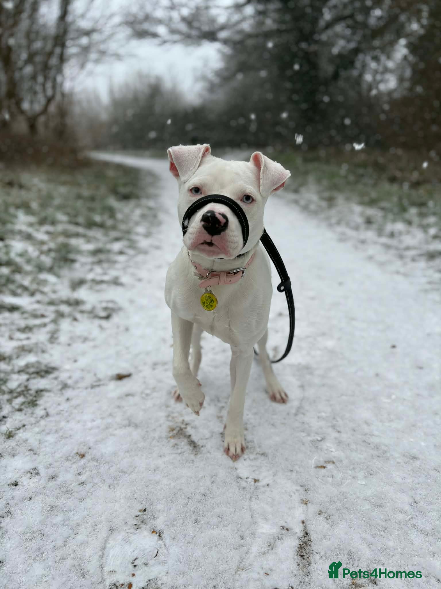 Staffordshire Bull Terrier dogs Blue eyed staffy - Advert 15