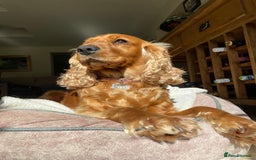 Cocker Spaniel dogs for sale: Beautiful female golden cocker spaniel - Advert 2