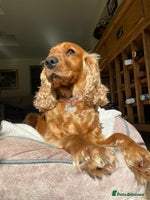 Cocker Spaniel dogs Beautiful female golden cocker spaniel - Advert 13