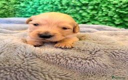 Goldador dogs for sale: 🐾Gorgeous Puppies-Family Raised with Love&Care🐾 - Image 18