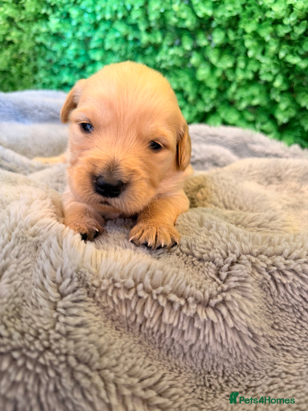 Goldador dogs for sale: 🐾Gorgeous Puppies-Family Raised with Love&Care🐾 - Image 18