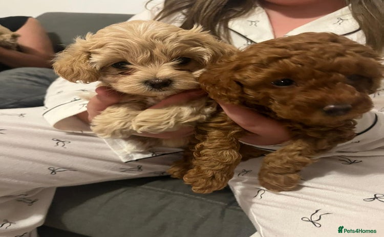 Maltipoo dogs - Advert 1