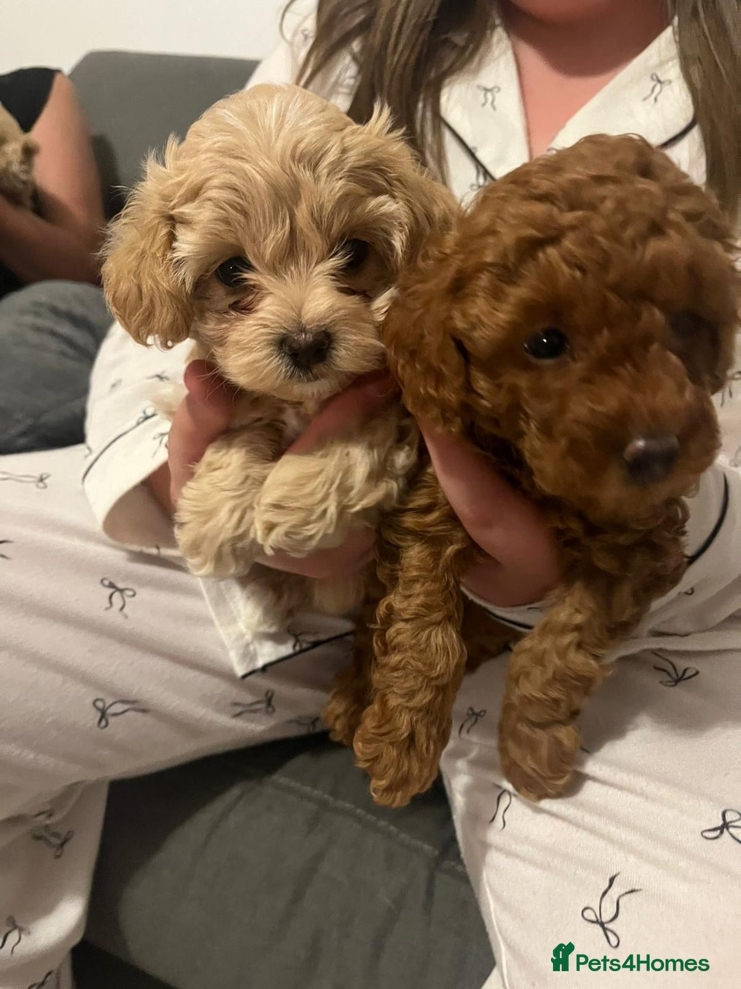 Maltipoo dogs for sale: Maltipoo puppies - Image 1