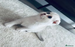 Scottish Fold cats for sale: Scottish Fold kittens - Image 1