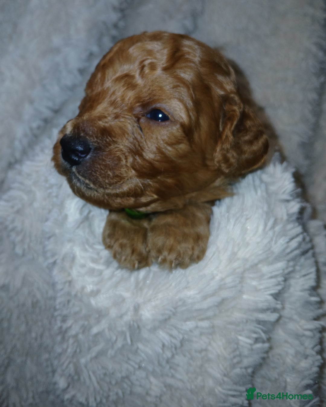 Cockapoo dogs for sale: Gorgeous F1b cockapoo puppies  - Advert 8