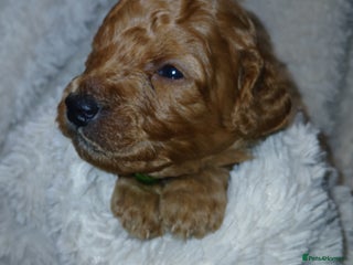 Cockapoo dogs Gorgeous F1b cockapoo puppies - Advert 4