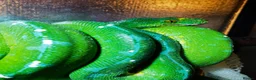 Python Snake reptiles for sale: Stunning Sorong green tree python with set up - Advert 3