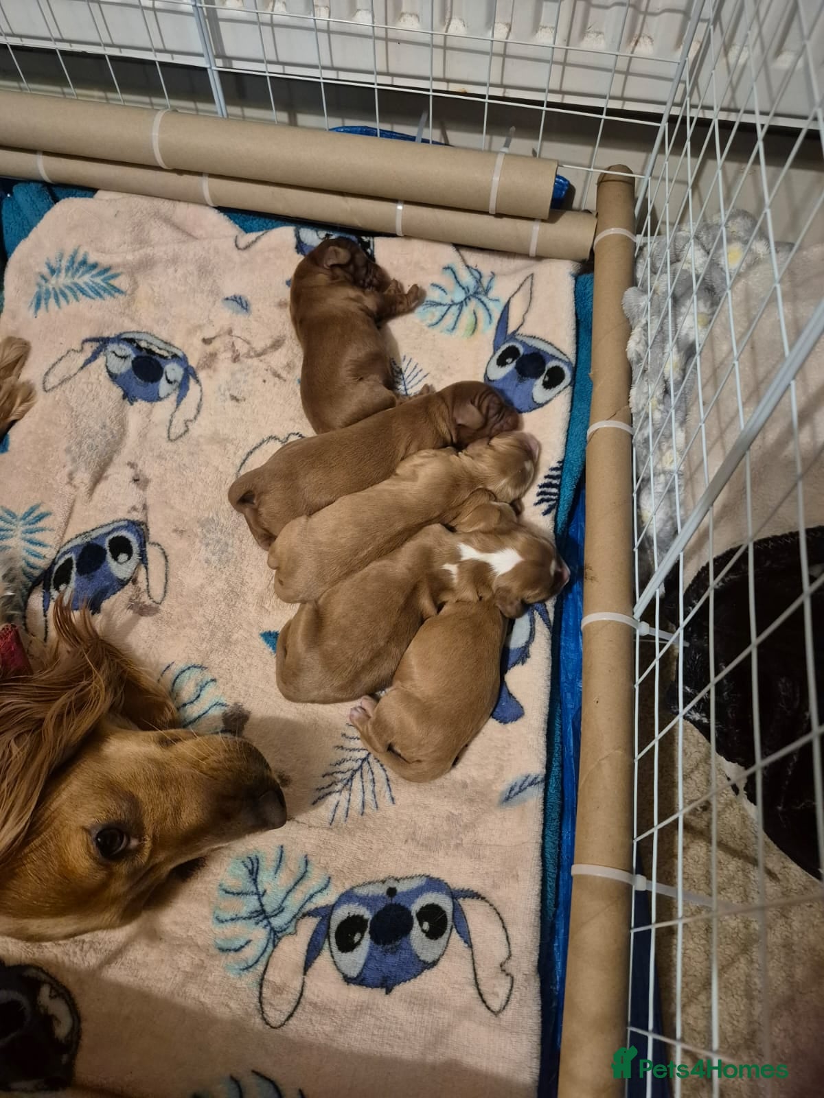 Cockapoo dogs F1B Red and fox red cockapoo litter - Advert 17