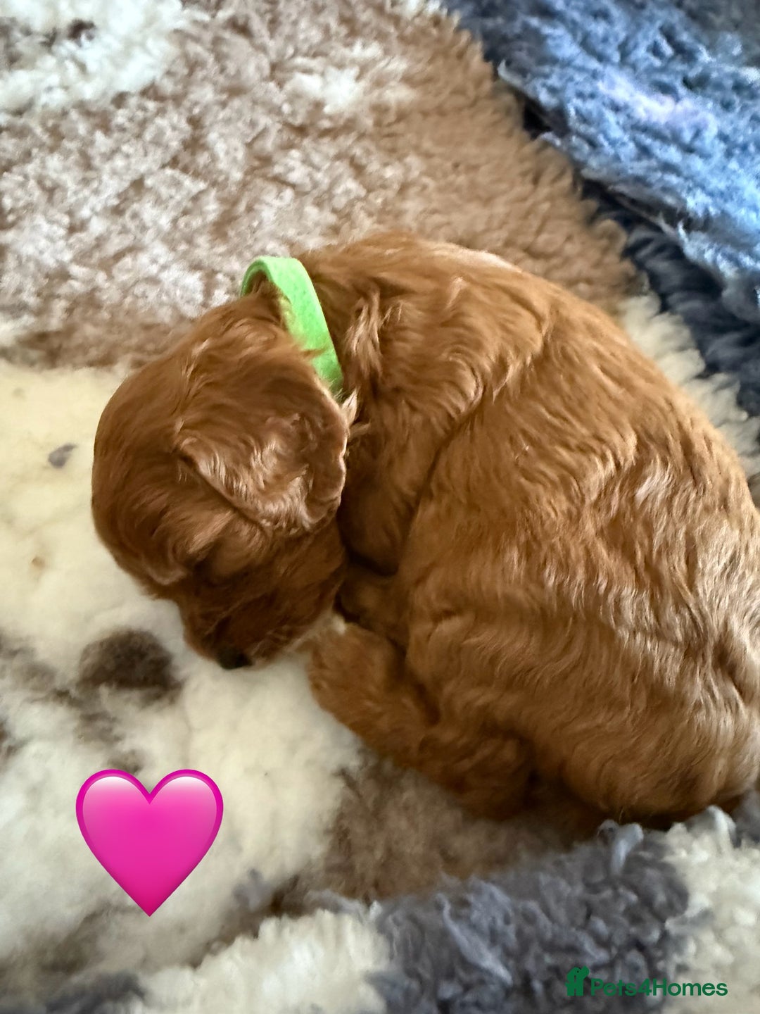 Cavapoo dogs for sale: Outstanding Red F1 cavapoo puppies H/C DNA CLEAR - Image 9