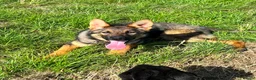 German Shepherd dogs for sale: Exceptional 7 month old German imported female in Billericay - Advert 5