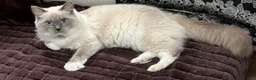 Ragdoll cats for sale: Beautiful Ragdoll Kittens 💎  - Advert 13