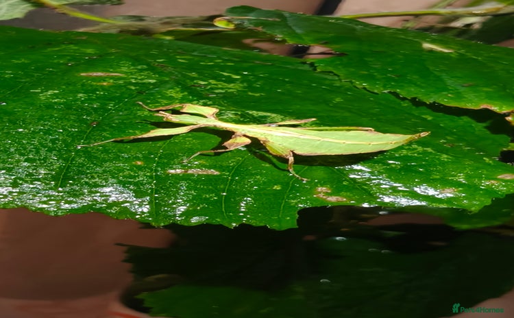 Praying Mantis invertebrates - Advert 7