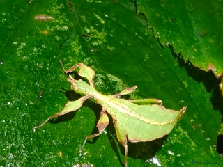 Praying Mantis invertebrates L2 Orchid, other Praying Mantis and Phasmids - Advert 14