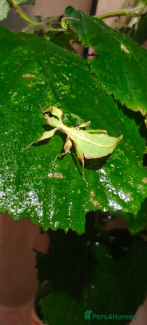 Praying Mantis invertebrates - Advert 2