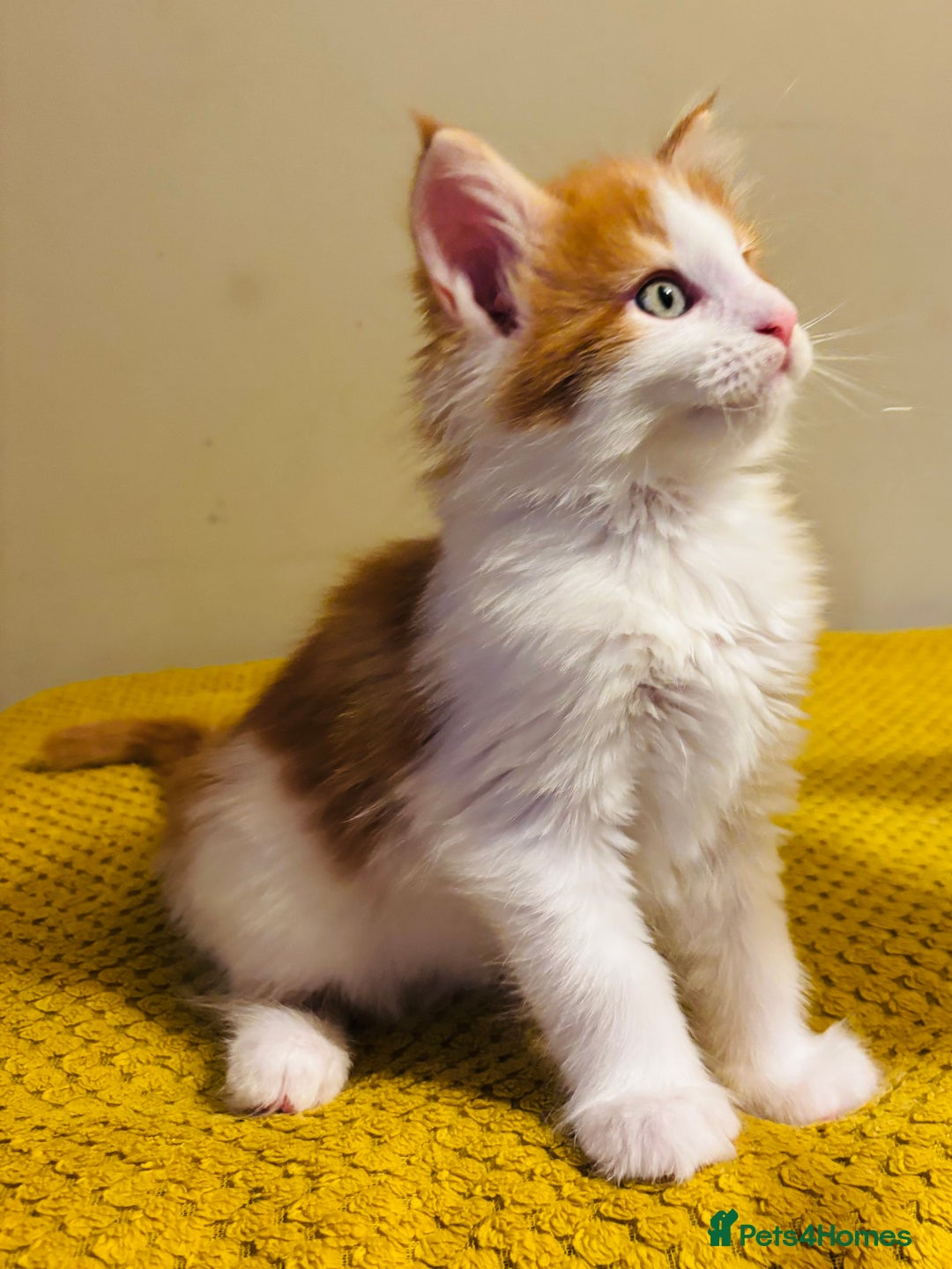 Maine Coon cats for sale: Beautiful Maine coon kittens  - Advert 1
