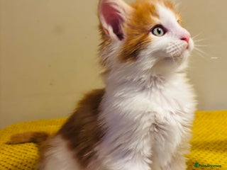 Maine Coon cats Beautiful Maine coon kittens - Advert 1