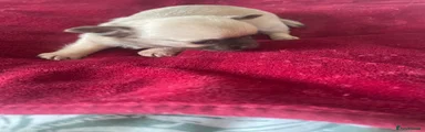 Chihuahua 2