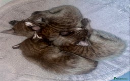 Mixed Breed cats for sale: Bombay x Tabby little girls - Image 6
