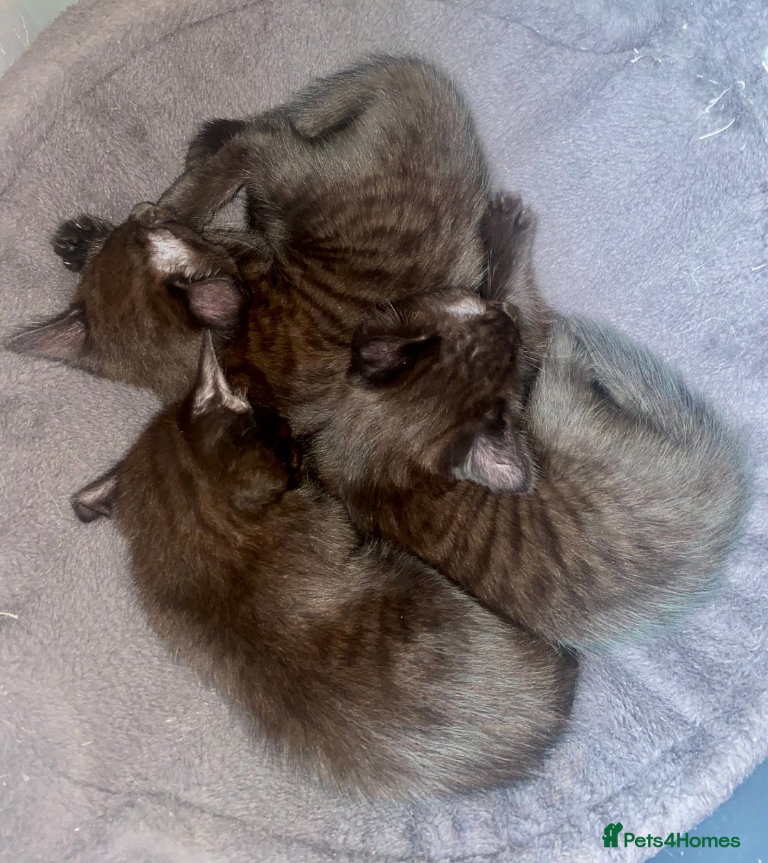 Mixed Breed cats for sale: Bombay x Tabby little girls - Image 6