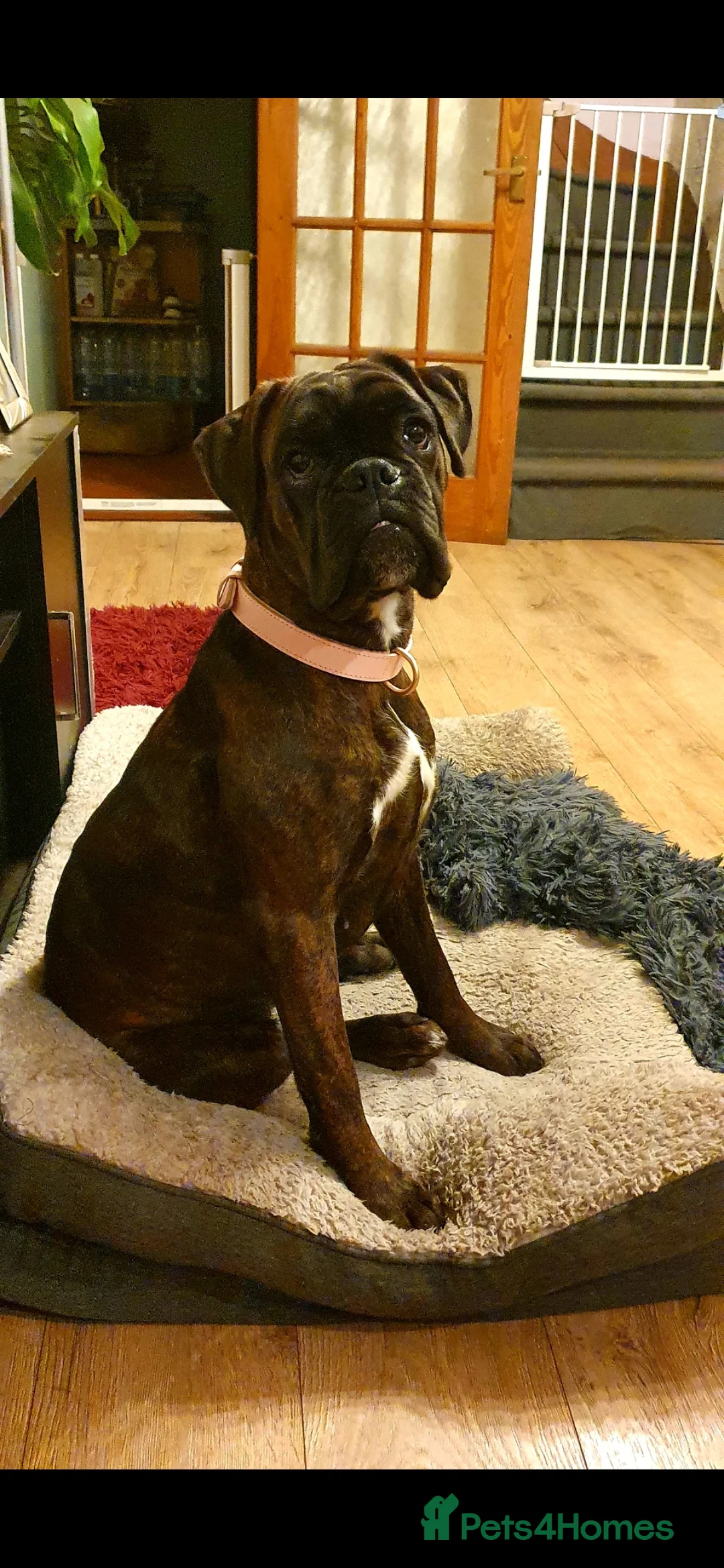 Boxer dogs for sale: Boxer Girl looking for new home - Advert 8