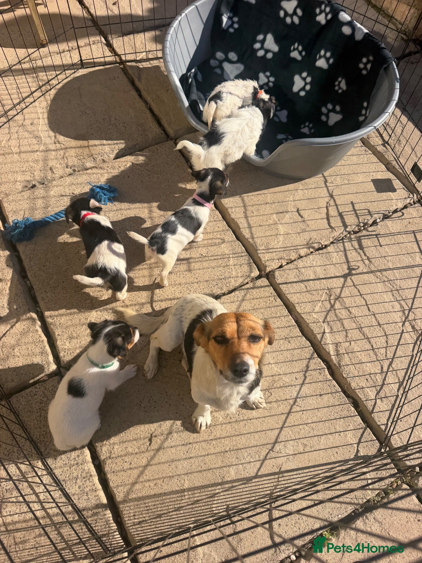 Jack Russell dogs Tri colour Jack russel puppies❤️💚🧡💙 - Advert 2