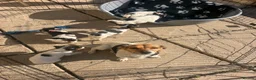 Jack Russell dogs for sale: Tri colour Jack russel puppies❤️💚🧡💙 - Advert 2