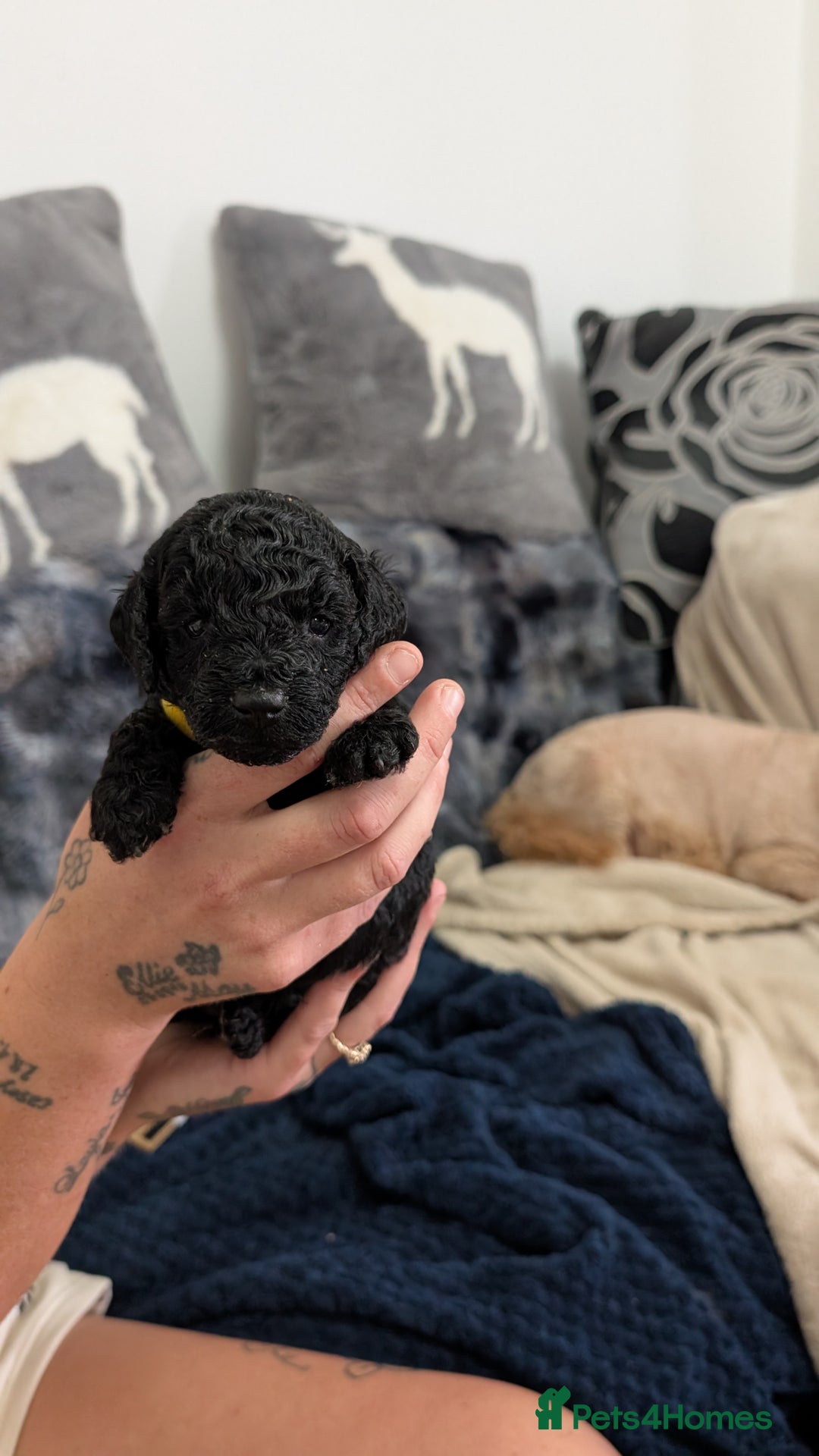 Cavapoo dogs for sale: Beautiful Cavapoo X toy poodle puppies  - Image 5