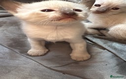 Siamese cats for sale: Traditional Siameses Only 2 available to reserve - Image 18