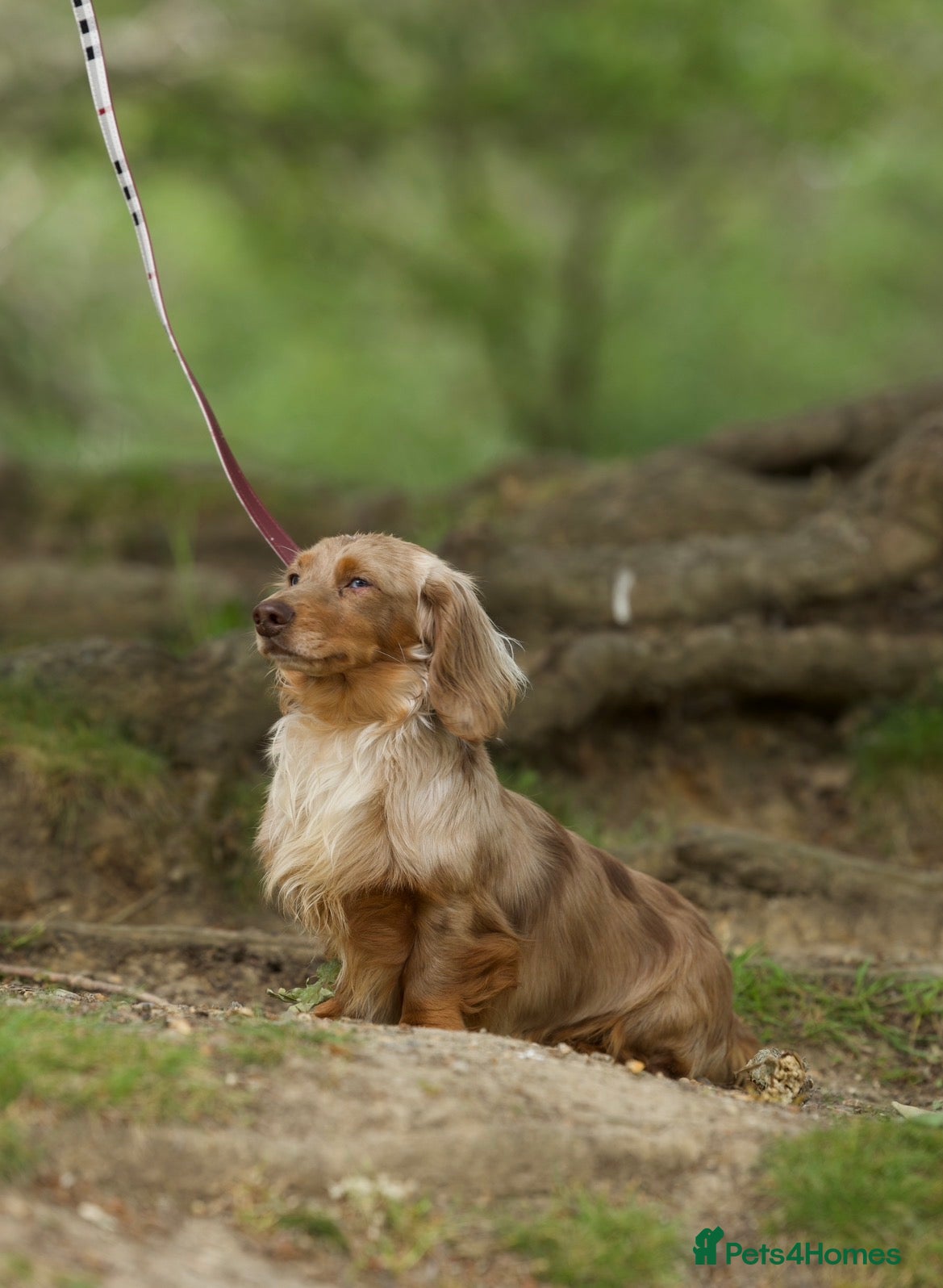 Miniature Dachshund dogs TINDER longhair chocolate dapple for stud  - Advert 1