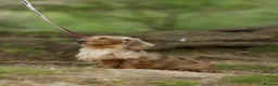 Miniature Dachshund dogs for stud: TINDER longhair chocolate dapple for stud  - Advert 1