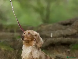 Miniature Dachshund dogs TINDER longhair chocolate dapple for stud - Advert 1