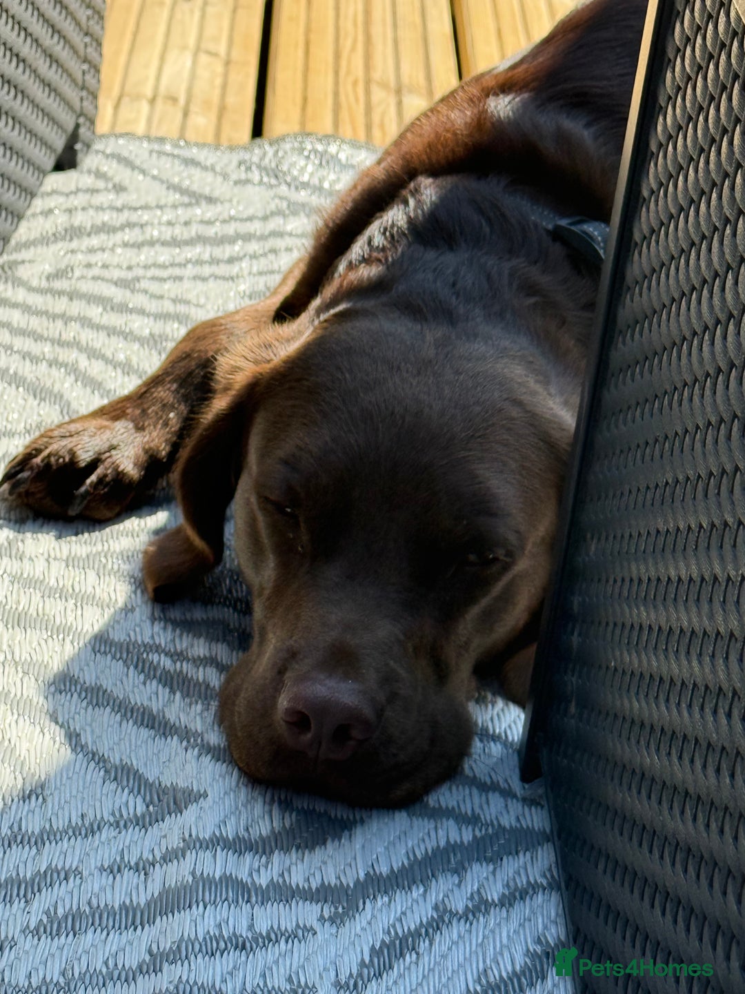 Springador dogs for sale: Chocolate springador  - Image 7