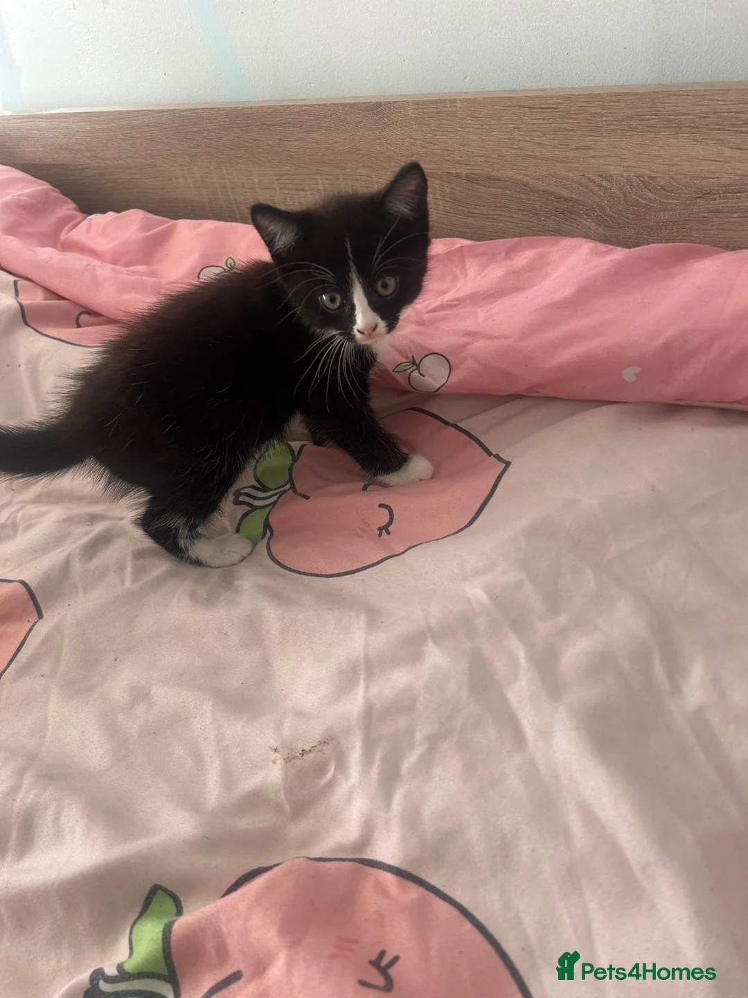 British Shorthair cats for sale: Female kitten  in Reading - Advert 2